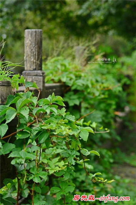 植物美图笔记｜爬山虎之五叶地锦