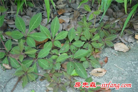 植物美图笔记｜爬山虎之五叶地锦