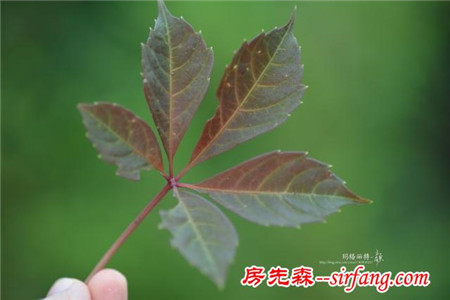 植物美图笔记｜爬山虎之五叶地锦