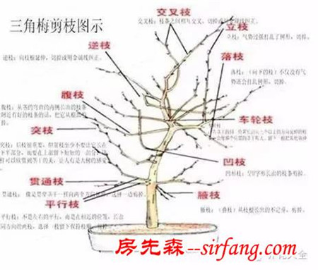 桂花三角梅超实用图解修建法