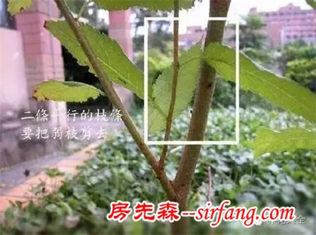 桂花三角梅超实用图解修建法