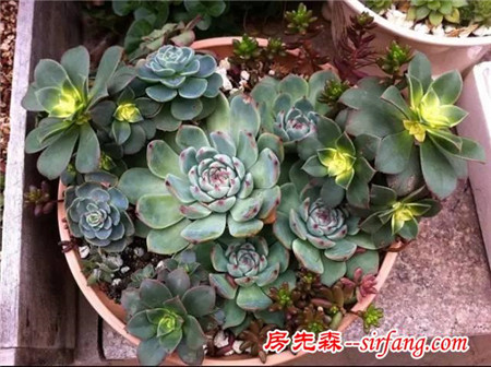 了解这些多肉植物冬季养护注意事项，轻松帮多肉越过冬季