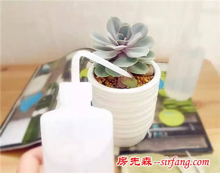了解这些多肉植物冬季养护注意事项，轻松帮多肉越过冬季