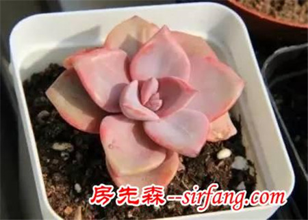 了解这些多肉植物冬季养护注意事项，轻松帮多肉越过冬季