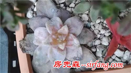 了解这些多肉植物冬季养护注意事项，轻松帮多肉越过冬季