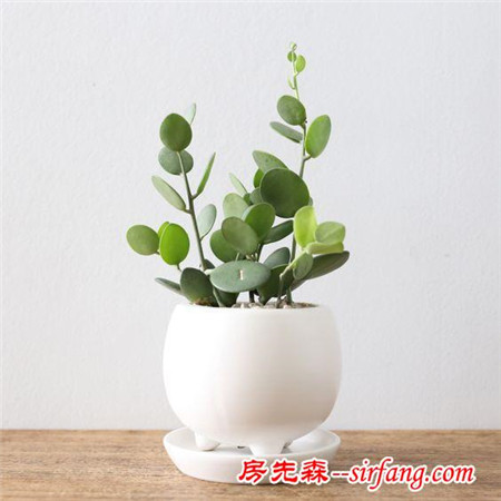 为什么说这七种植物珠圆玉润？