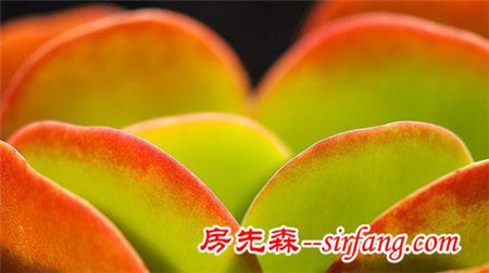 为什么说这七种植物珠圆玉润？