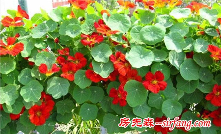 为什么说这七种植物珠圆玉润？