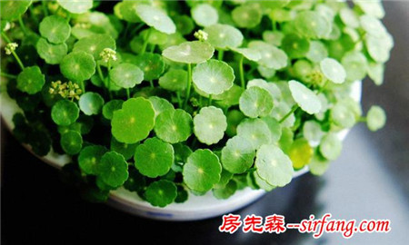 为什么说这七种植物珠圆玉润？