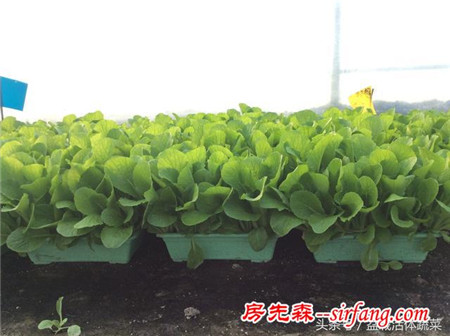 菜园竟可以变花园！江苏常州盆栽蔬菜基地种植效果