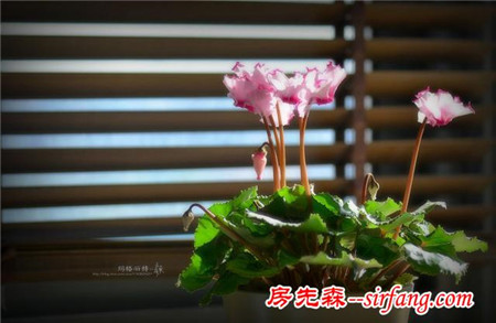 植物美图笔记｜冬日阳台 最爱“仙客来”