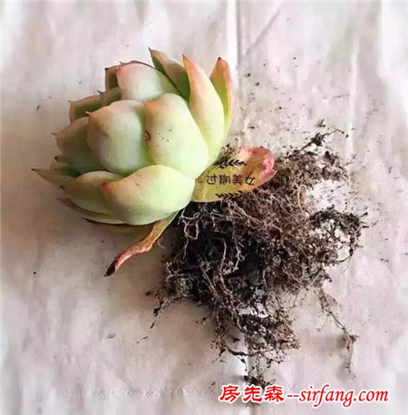 多肉植物养护方法（一）：修根篇