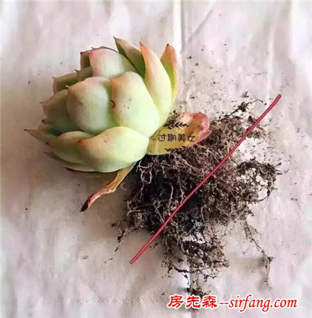 多肉植物养护方法（一）：修根篇