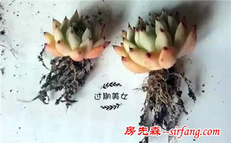 多肉植物养护方法（一）：修根篇