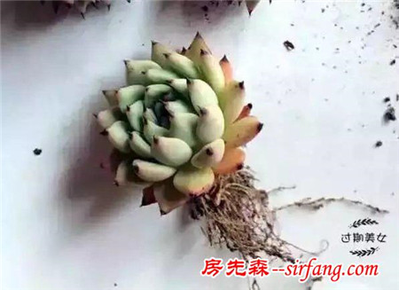 多肉植物养护方法（一）：修根篇