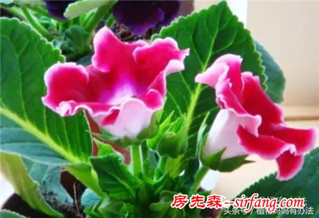 神奇植物在哪里：美丽的“温室女王”大岩桐