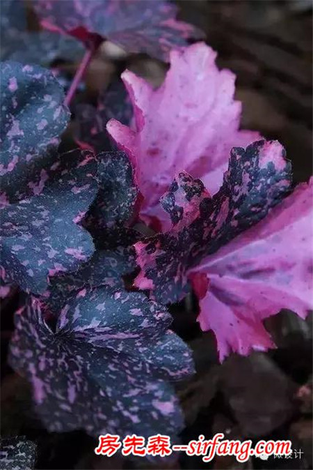 现在流行种“草”了，叶子比花还好看