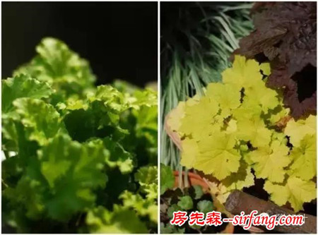 现在流行种“草”了，叶子比花还好看