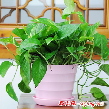 吊兰绿萝，10种花卉冬季死亡原因，不看就悔死了！
