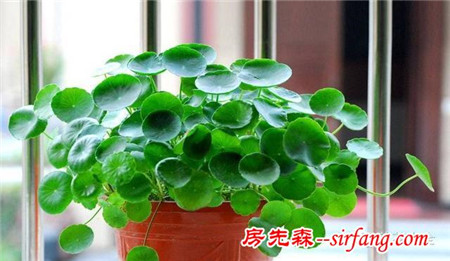 吊兰绿萝，10种花卉冬季死亡原因，不看就悔死了！