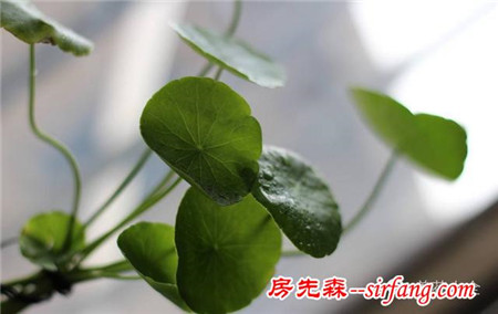 吊兰绿萝，10种花卉冬季死亡原因，不看就悔死了！