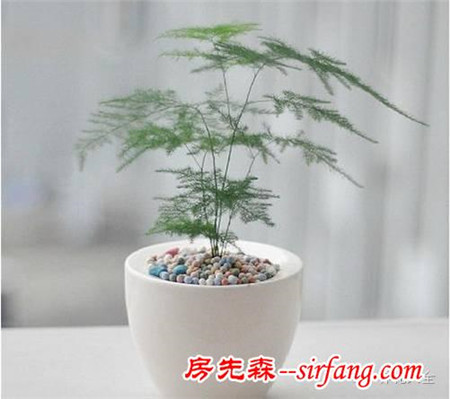 吊兰绿萝，10种花卉冬季死亡原因，不看就悔死了！