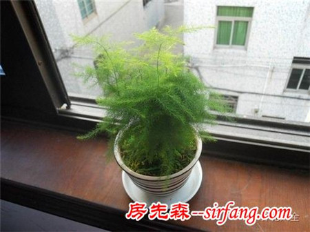 吊兰绿萝，10种花卉冬季死亡原因，不看就悔死了！