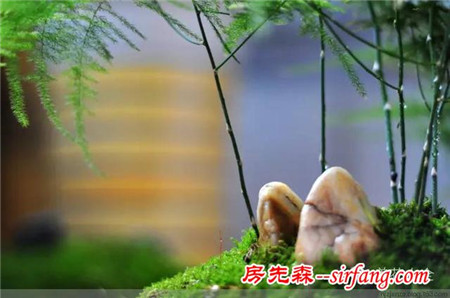 吊兰绿萝，10种花卉冬季死亡原因，不看就悔死了！