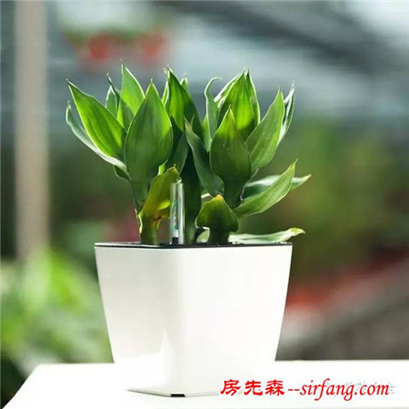 吊兰绿萝，10种花卉冬季死亡原因，不看就悔死了！