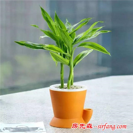 吊兰绿萝，10种花卉冬季死亡原因，不看就悔死了！