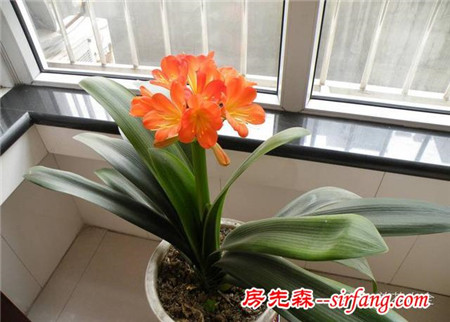 吊兰绿萝，10种花卉冬季死亡原因，不看就悔死了！