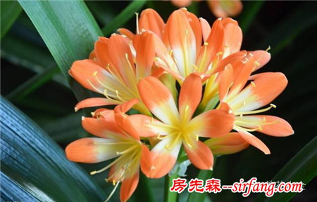 吊兰绿萝，10种花卉冬季死亡原因，不看就悔死了！