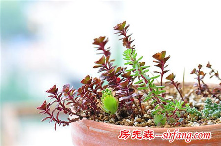 吊兰绿萝，10种花卉冬季死亡原因，不看就悔死了！