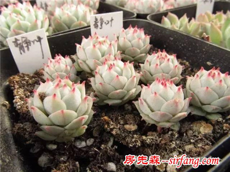 吊兰绿萝，10种花卉冬季死亡原因，不看就悔死了！