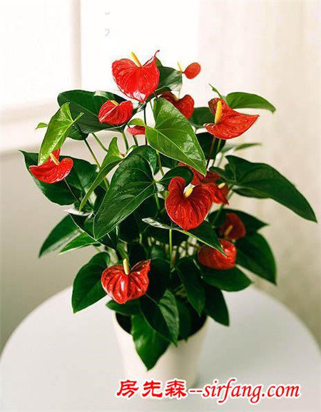 家居养花：7种去除“芳香杀手”的高效空气净化器！