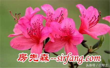 杜鹃花养护大全｜深冬，杜鹃花要这样养