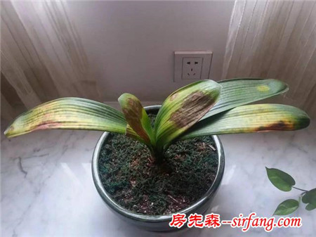 老园丁养君子兰的开花秘诀，让新手远离烂根、掉叶