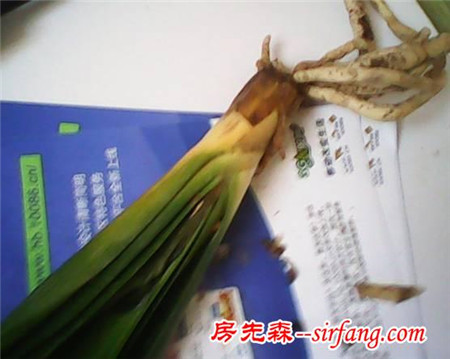 老园丁养君子兰的开花秘诀，让新手远离烂根、掉叶