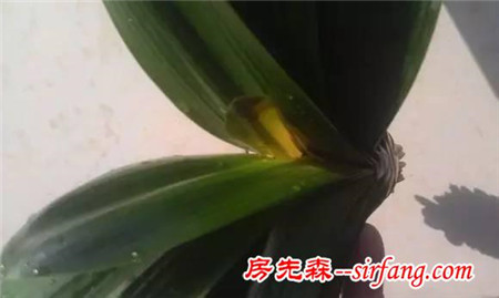老园丁养君子兰的开花秘诀，让新手远离烂根、掉叶