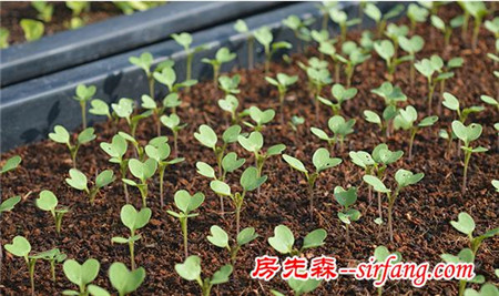 小窍门：阳台种菜，怎么让你的种子100%发芽