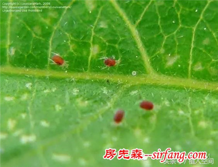 植入空间教你如何在花市选购选购植物和年宵花！