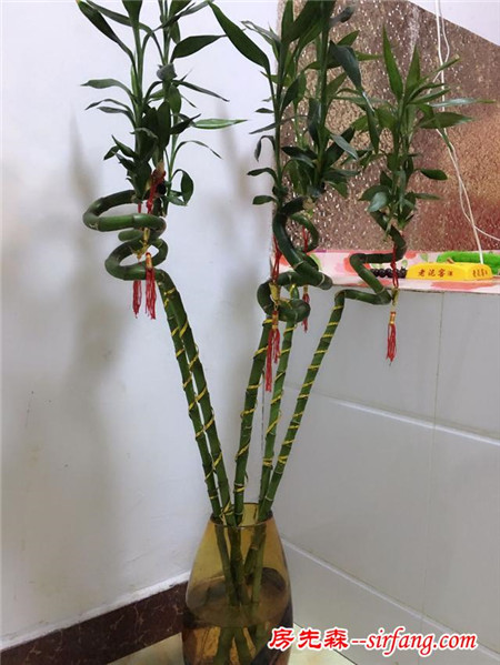 水养发财竹