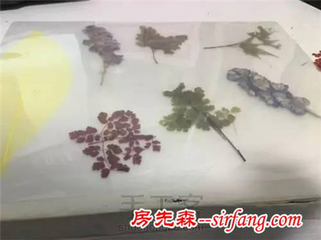 一学就会的植物书签制作教程，留住那抹绿