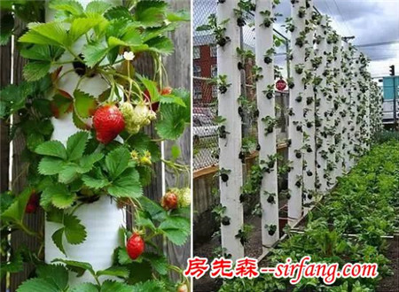 PVC管养花可以种满草莓？看看老园丁怎么做的