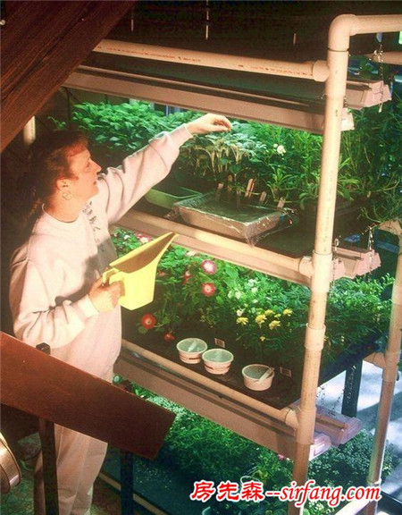 PVC管养花可以种满草莓？看看老园丁怎么做的