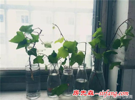 五种能有效净化二手烟的植物，还你一片清新的空气