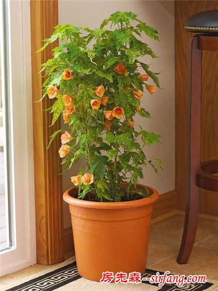 19种室内开花的植物，点缀在家中，给生活添姿彩！