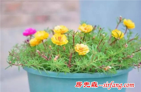 想要让植物全年有花看，那就养4种容易开花的