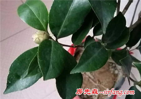 买来的茶花不断掉蕾，一起看看是什么原因