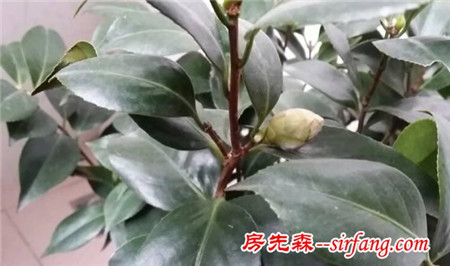 买来的茶花不断掉蕾，一起看看是什么原因